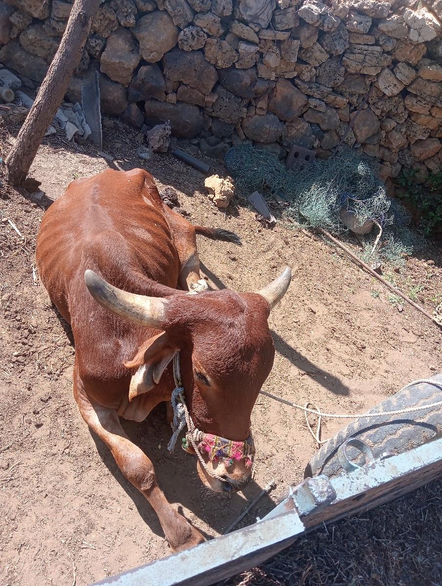 थंबनेल 3