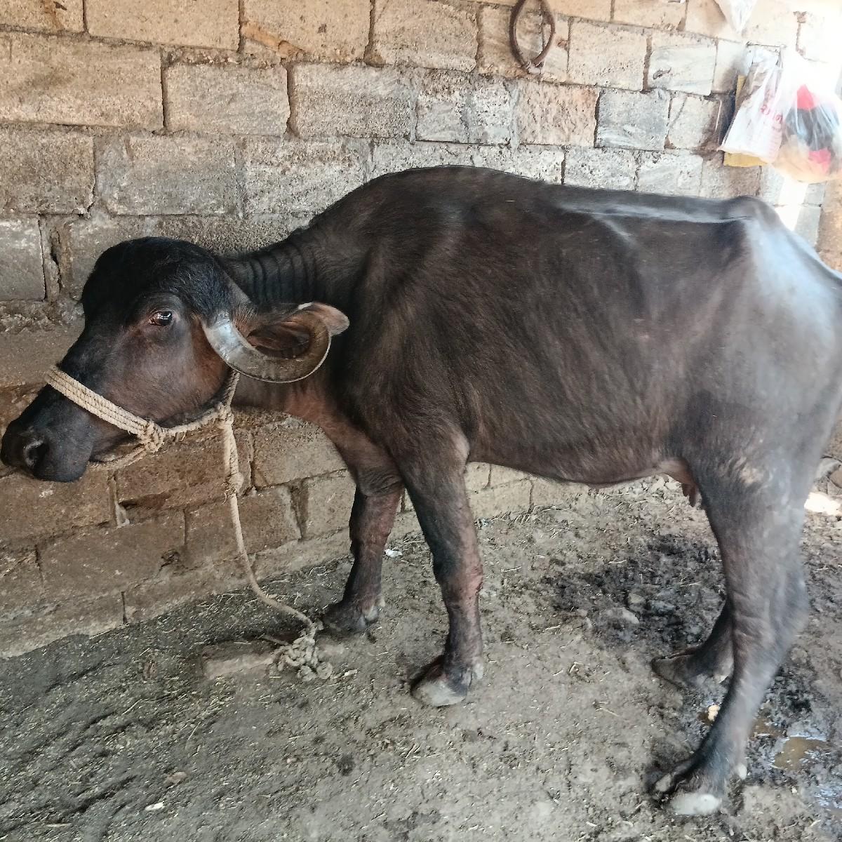 થંબનેલ 3