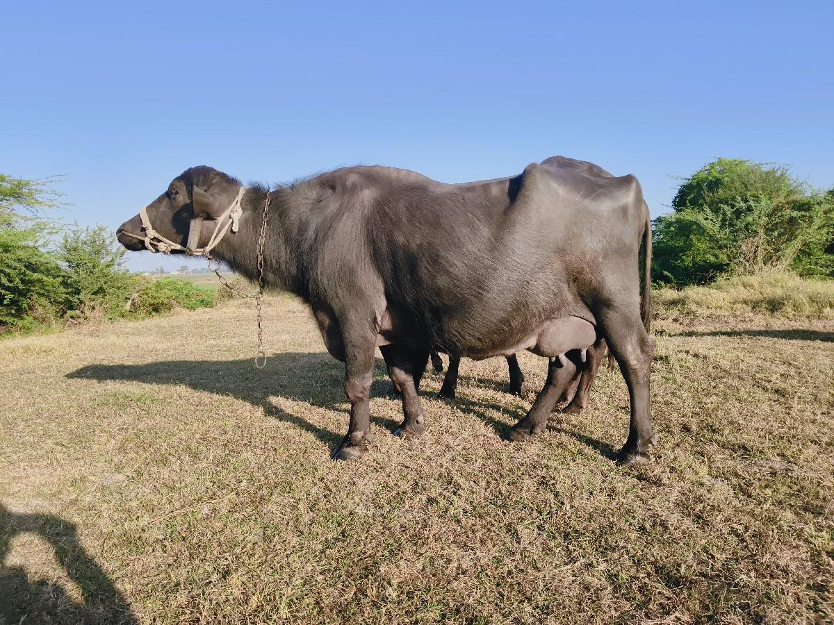 ભેંસ વેચવાની છે