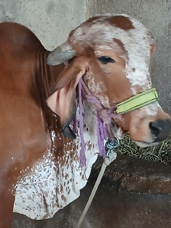 थंबनेल 3