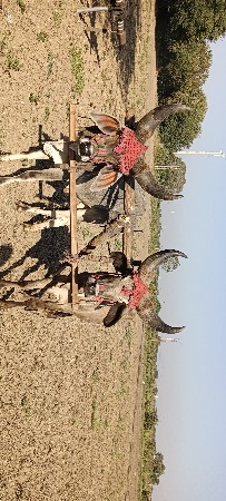 આ ગોઢલા વેચવા ના છે