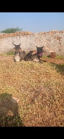 ઘોધલા વેચવાનાછે