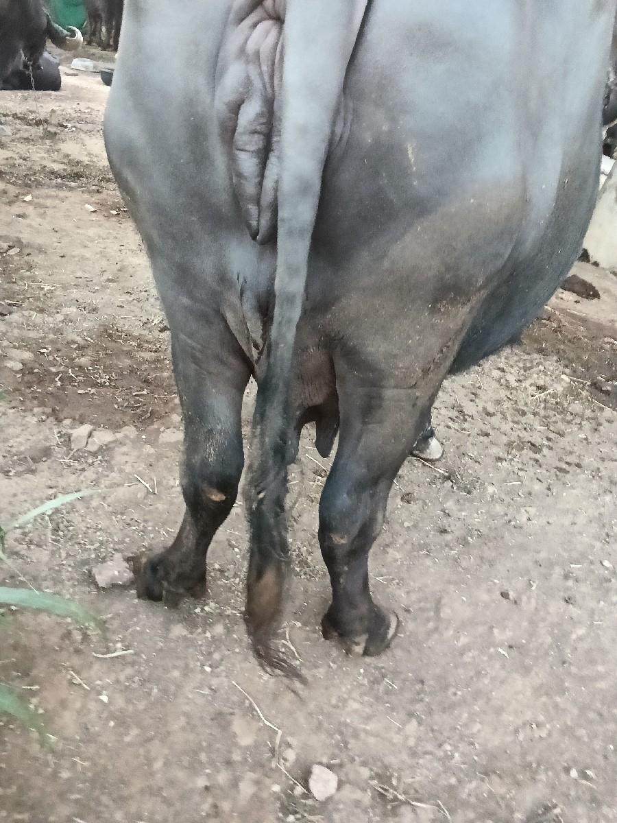 थंबनेल 3