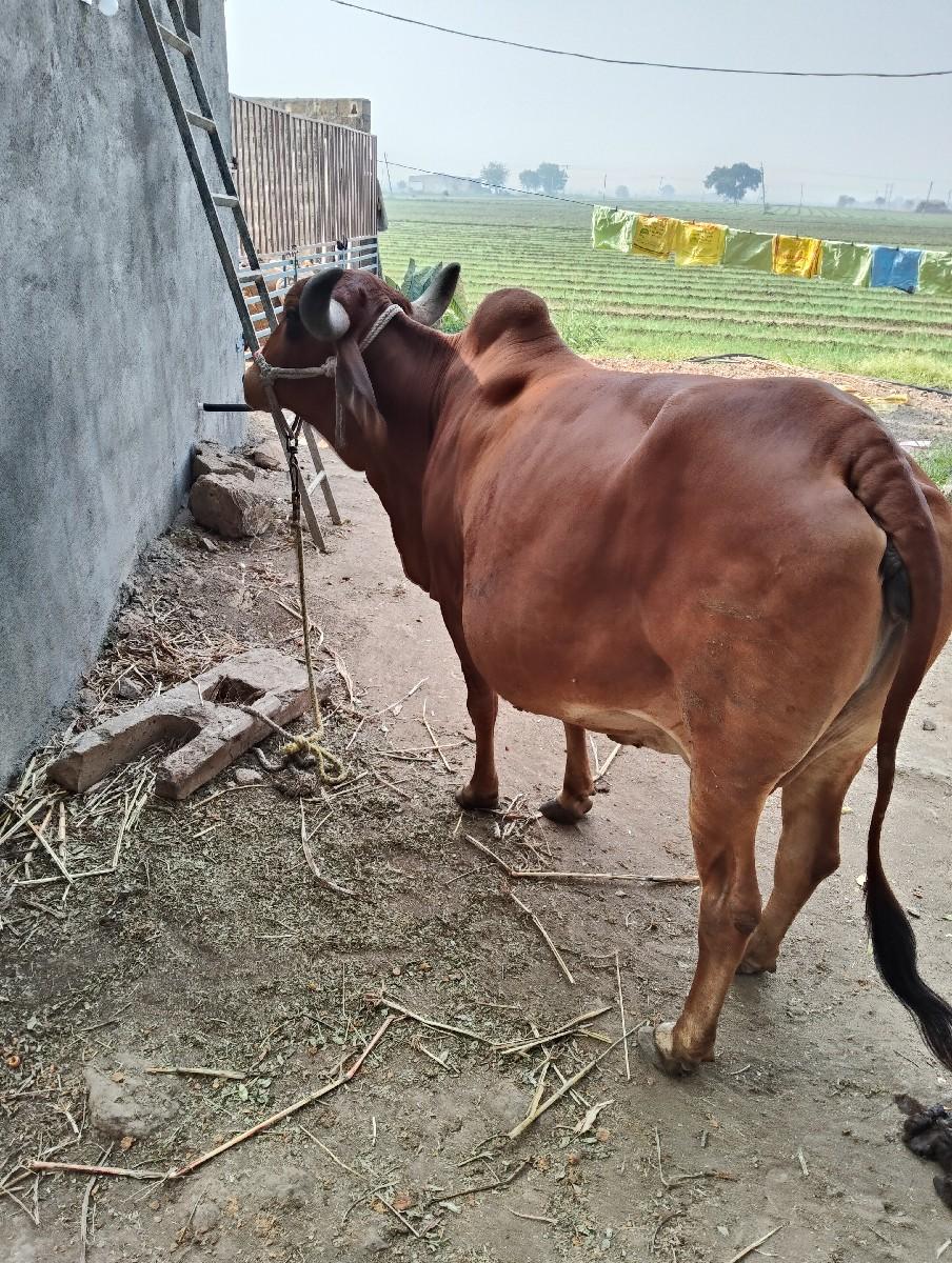 थंबनेल 2