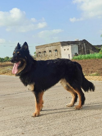 German shepherd double coat