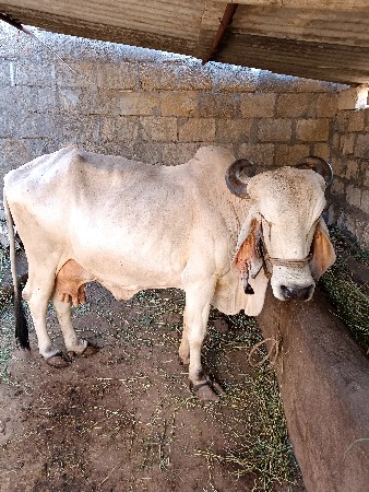 થંબનેલ 2