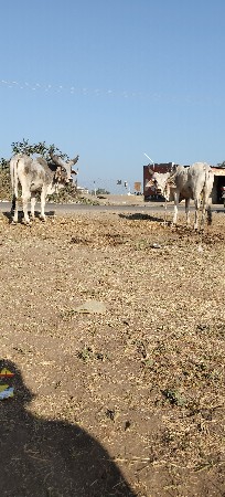 વાછડા વેચાવ