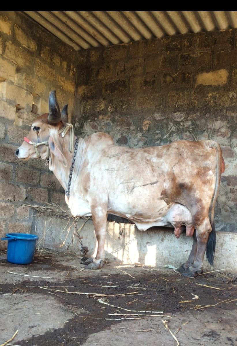 થંબનેલ 2