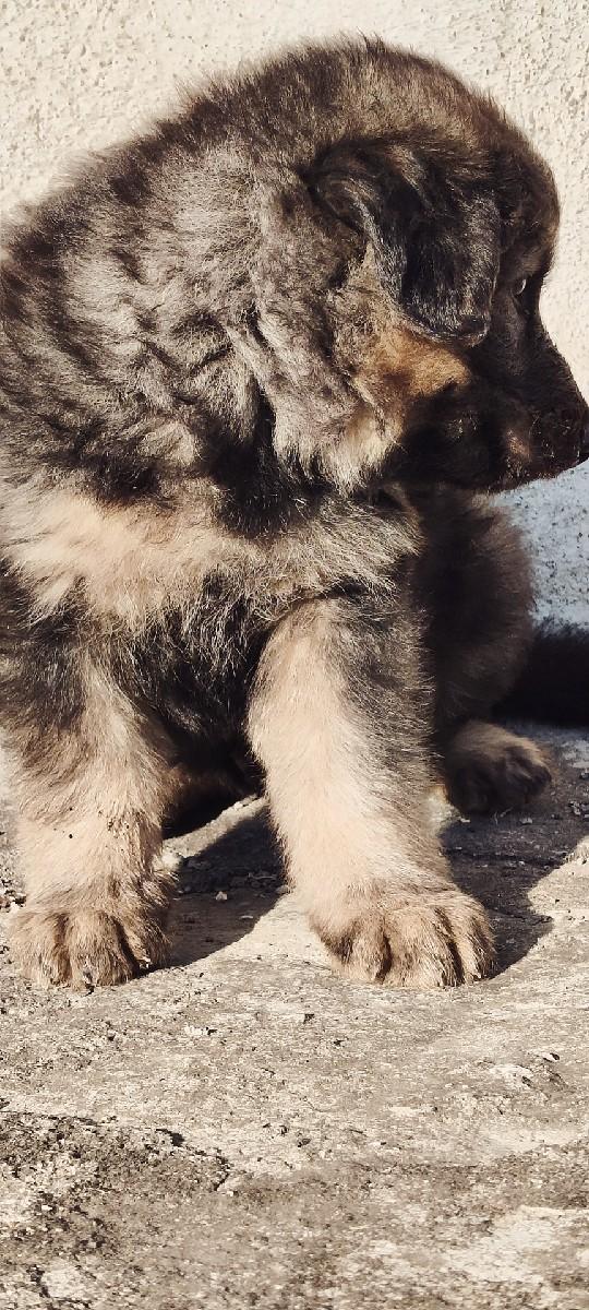 કૂતરી જર્મન્સાફર