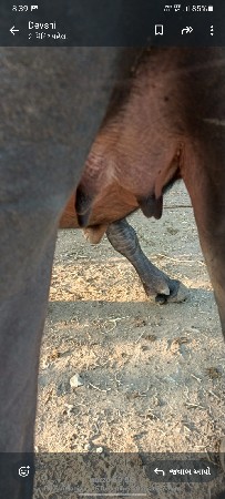 થંબનેલ 3