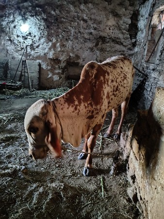 થંબનેલ 3