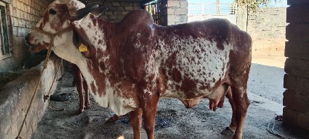 થંબનેલ 3