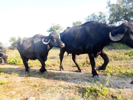 12 દીવસ ની વીયાણલ 2 છું વેતર