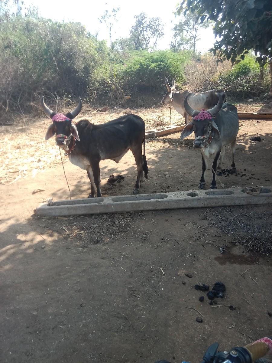 થંબનેલ 3