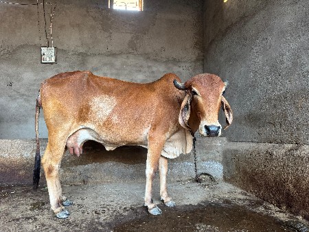 થંબનેલ 2