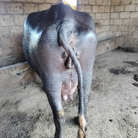 थंबनेल 3