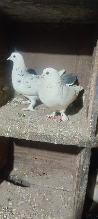 થંબનેલ 2