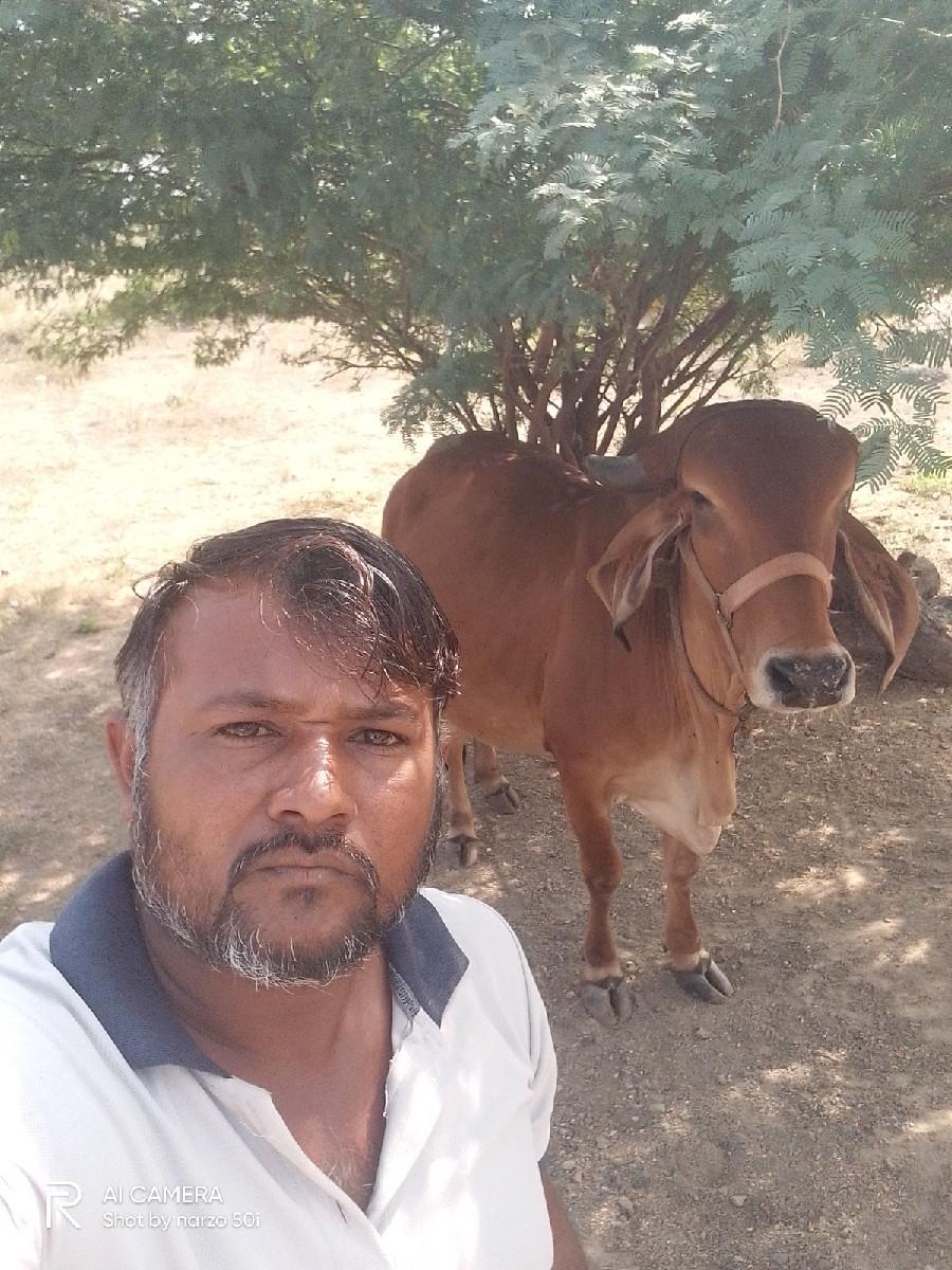ગાય વેચવાની છે