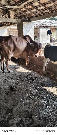 ગીર ગાય વેચવાની છે