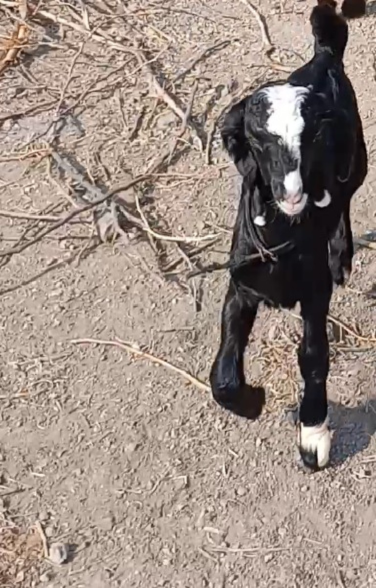 બકરાનો સાટો કરવાનું છે સામે થોડી