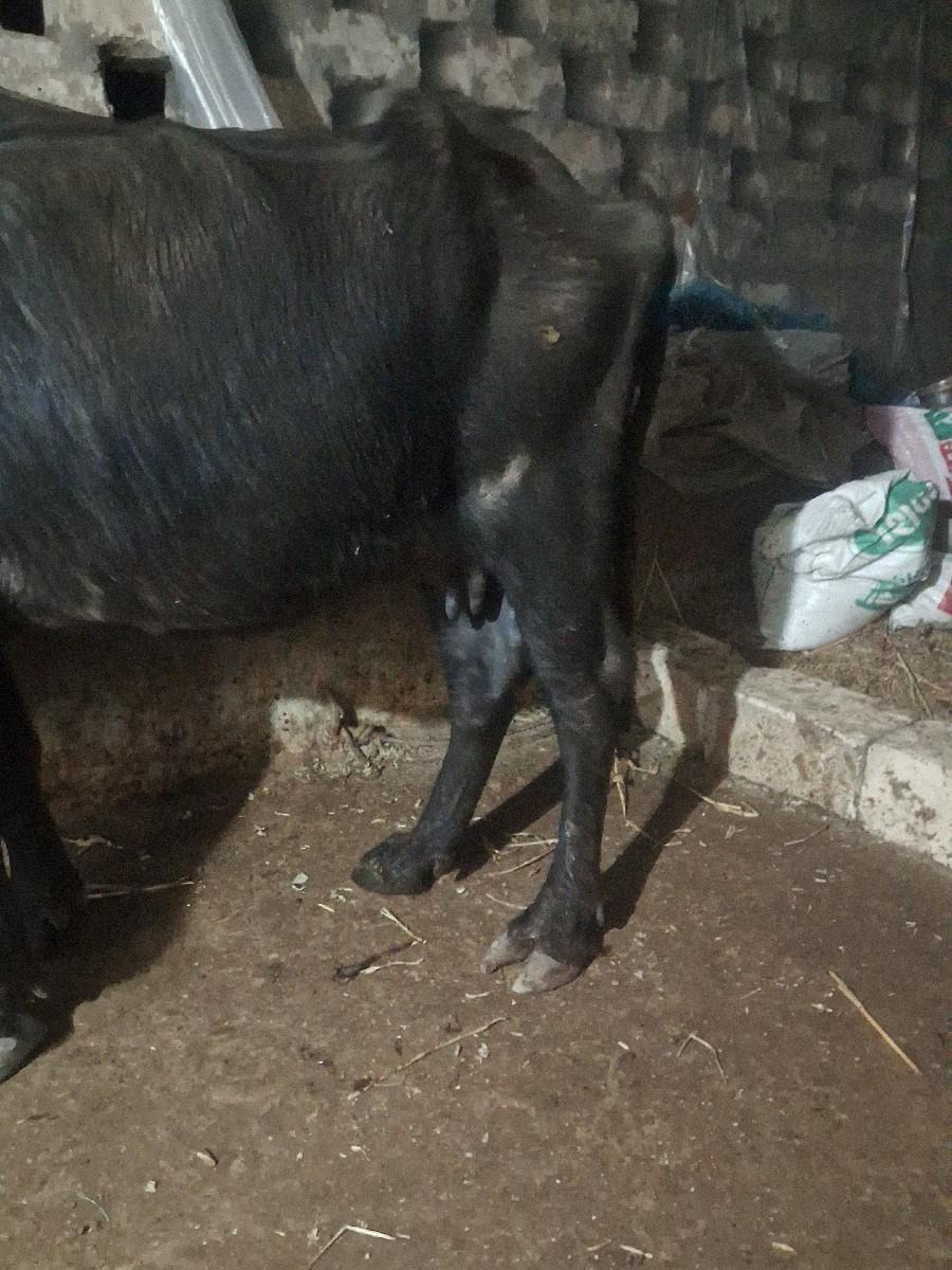 थंबनेल 3