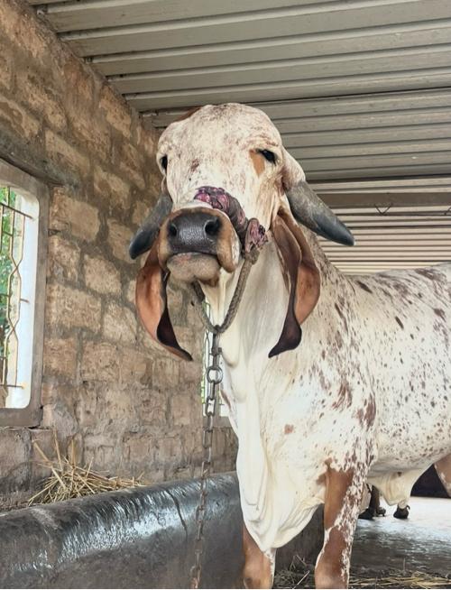 थंबनेल 3