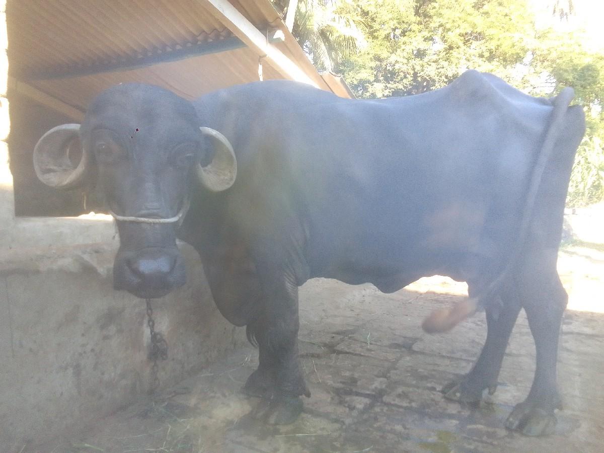 थंबनेल 3