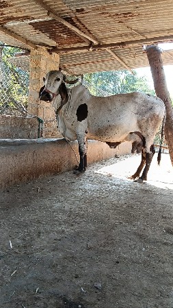 ઞાય વેચવાની છે