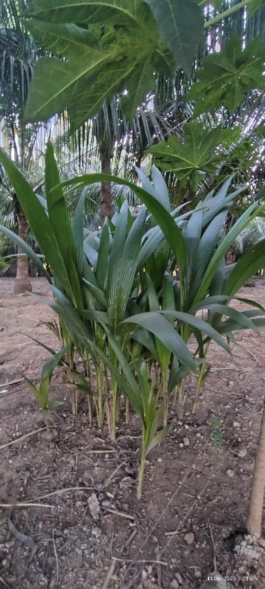 નારિયેળી ના રોપા દેશી વાનફેર