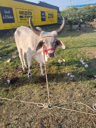 ગામ કોટડા સાંગાણી