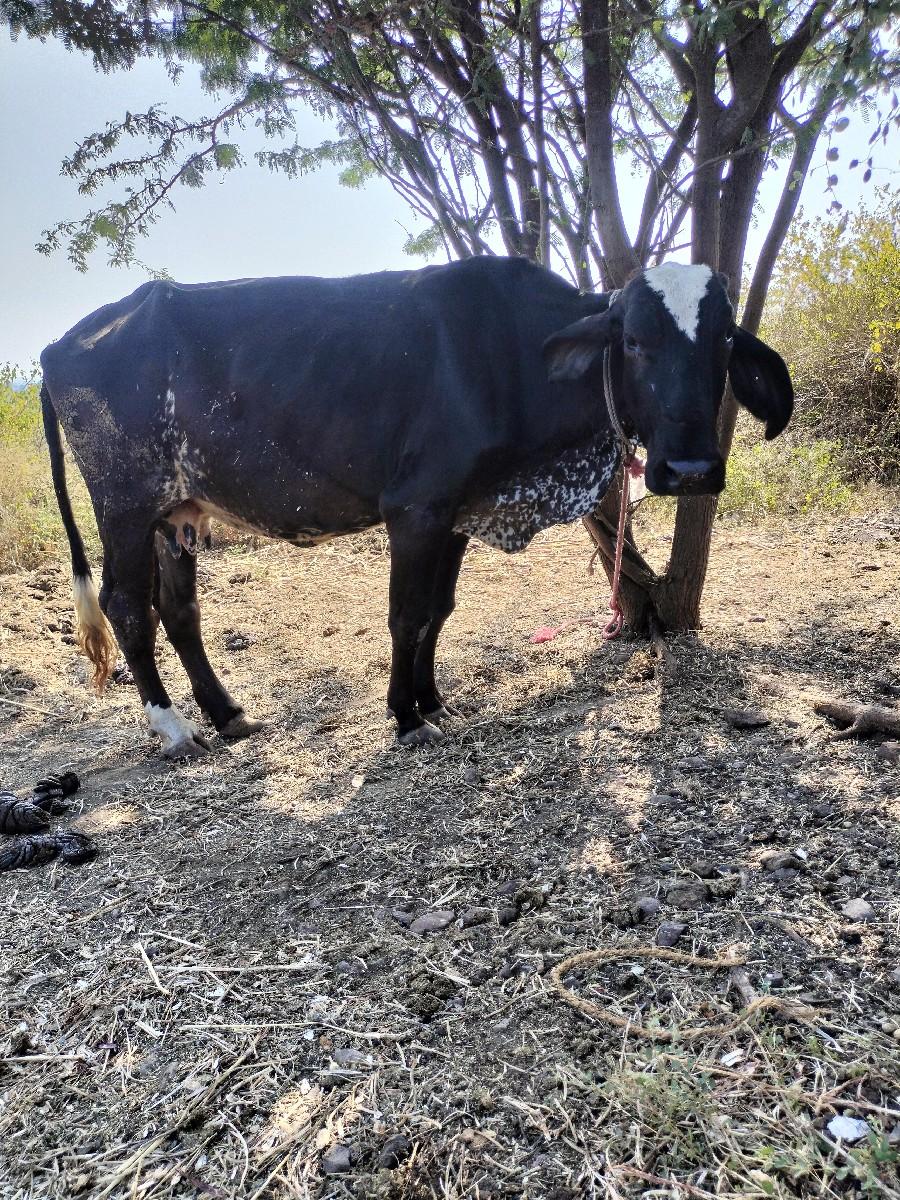 જર્સી ગાય વેચવાની છે