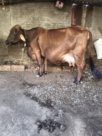 थंबनेल 3