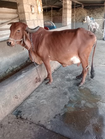 ભાઈ વેચવાની છે ગામ વધાવી