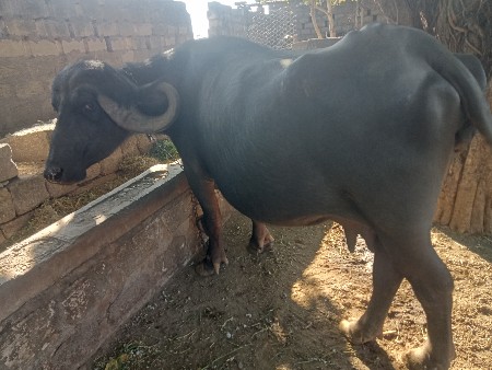 थंबनेल 2