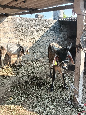 વાછડાં વેચવાના છે