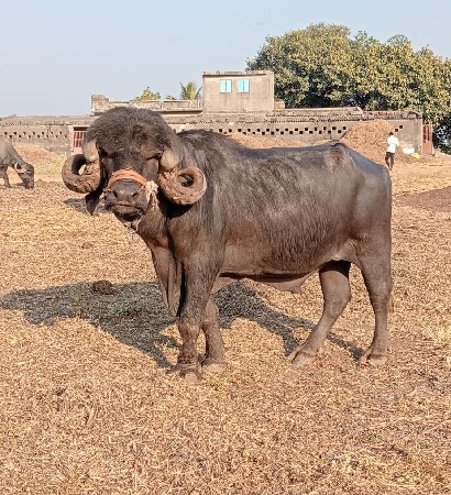 પાડો વેચવાનો છે