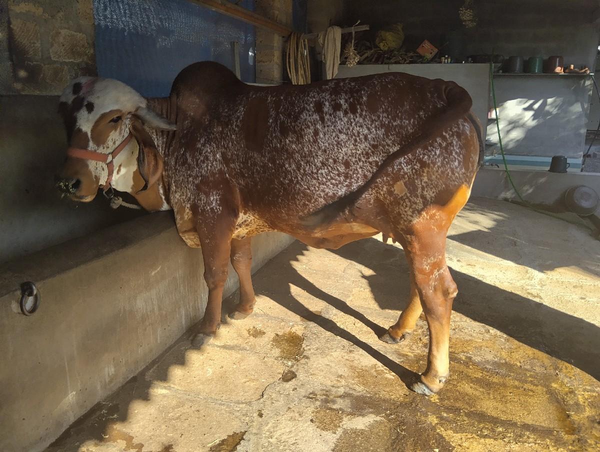 હોડકી વેચવાની છે