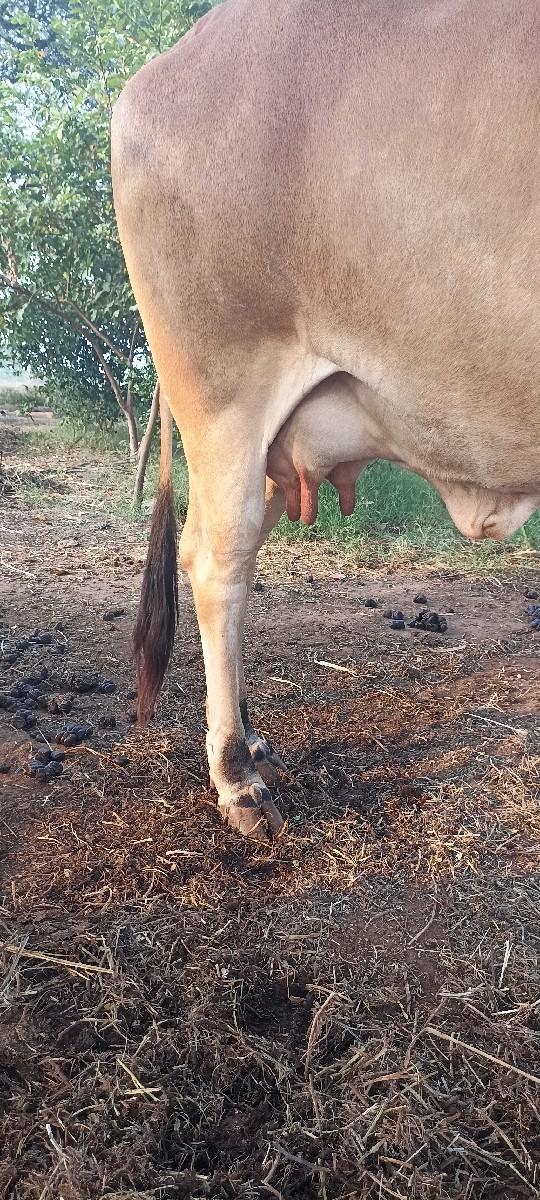 થંબનેલ 3