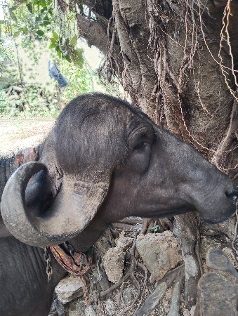 थंबनेल 3