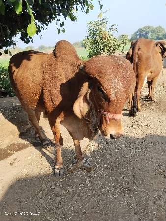 થંબનેલ 2