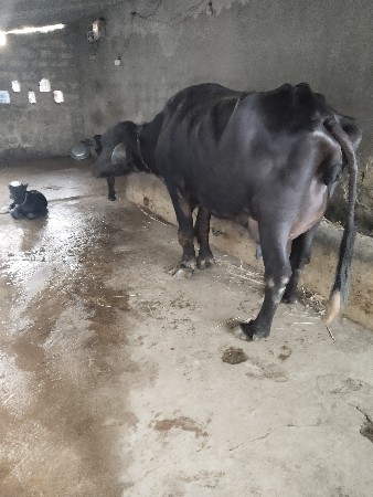 સાટુ કરવુ સાટા મા ખળેલી હાલે