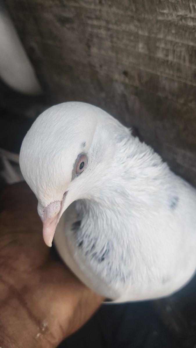 કબૂતર બે માદી