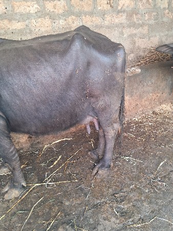 ભેસ ને ખડેલી વેસવાનીછે 12નીયાયગલ