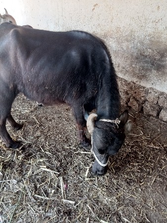 थंबनेल 3