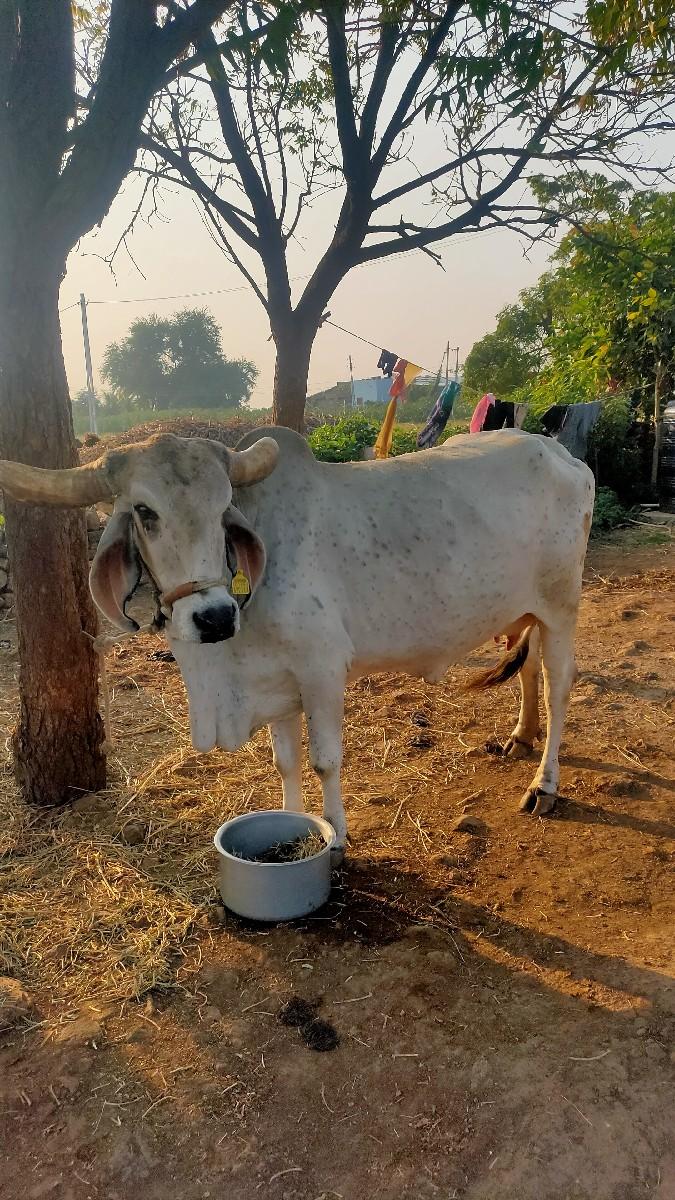 થંબનેલ 2