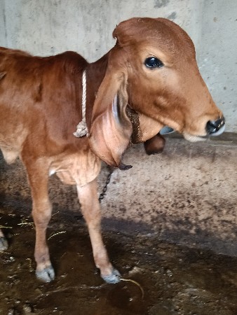 ગીર વાછડી