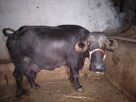 ભેંસ વેચવાની છે