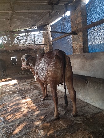 હોડકી વેચવાની છે