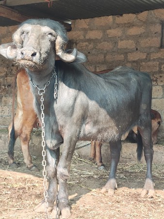 થંબનેલ 3