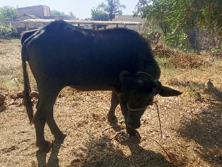 થંબનેલ 3